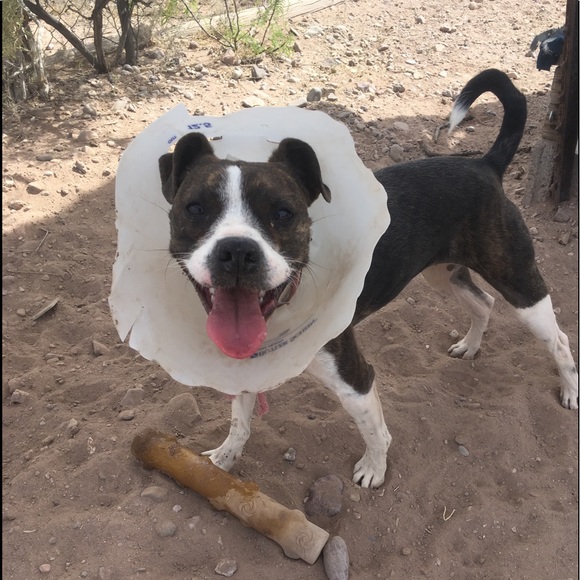 Meet your Posher, 4 Paws - Picture 6 of 8